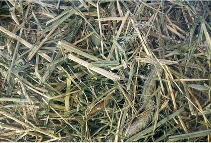 Produktbild MGA Nagetierfutter, Wiese Heu, 600 g (0.60 kg)