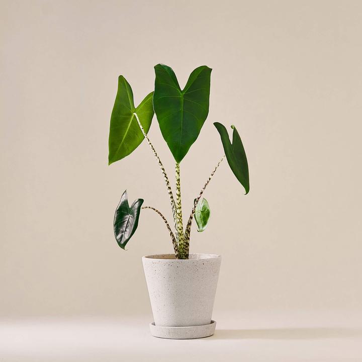 Image du produit Mary and Plants Oreille d'éléphant (55 cm)