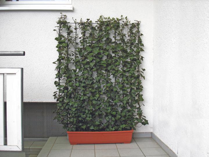 Produktbild Helix Hecke (100 cm, 20 cm)