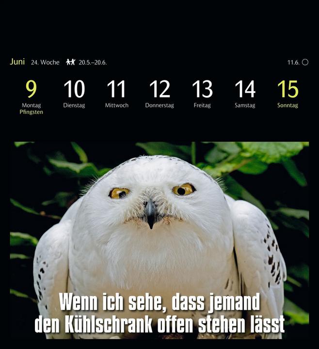Immagine prodotto Harenberg Calendario cartoline animali 2025 - 53 cartoline animali divertenti (16 x 17,5 cm, Nessuna rilegatura, Inglese, Tedesco)