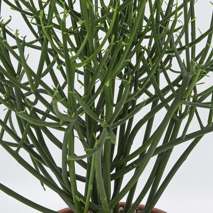 Produktbild Kakteen Gautschi Spaghettibaum (55 cm)