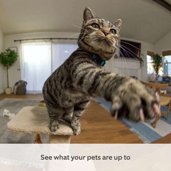 Actual product image Ring Pan-Tilt Indoor Cam - - EU (1920 x 1080 Pixels)