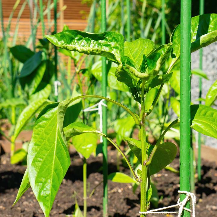 Immagine prodotto Wiltec Toboli 10x bastoni per piante verdi 120cm Ø11mm traliccio in metallo plastica per pomodori (120 cm, 1.10 cm)