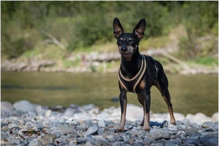 Produktbild Grossenbacher Brustgeschirr Dogs Fun Run (XL, Hund, Arbeit, Hundesport, Jogging)