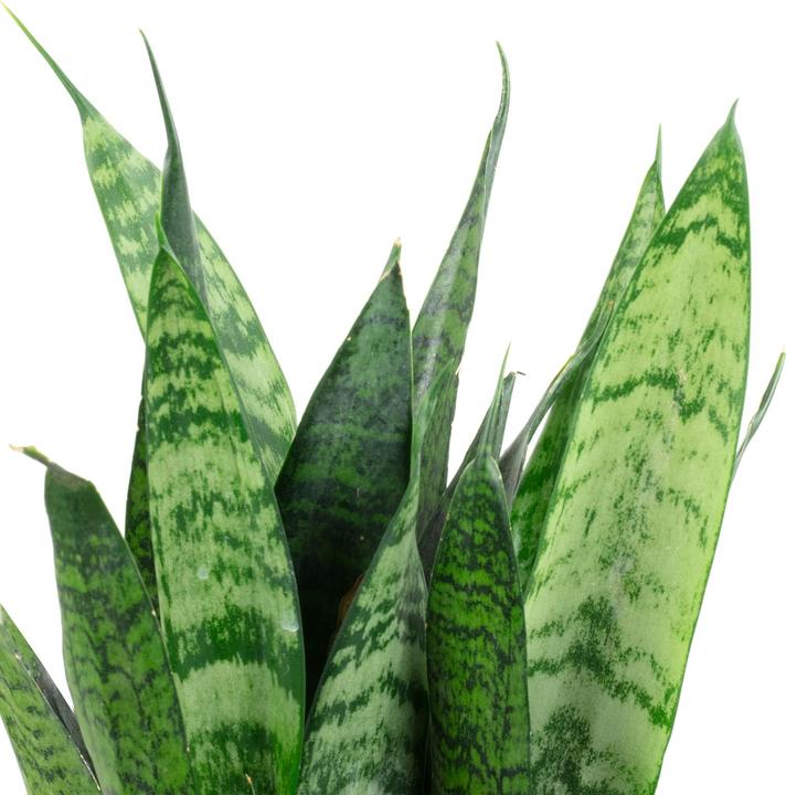 Actual product image Flowerbox Curved hemp - Sansevieria trif. Black Coral