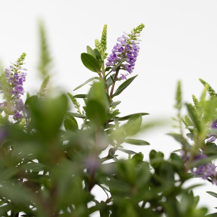 Produktbild Plant in a Box Hebe All Blooms 'Siara', 'Ranaia', 'Samona' - (30 cm)