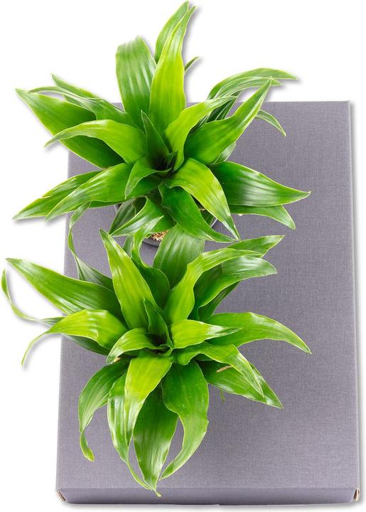 Actual product image Flowerbox Wall greening cardboard - Sweet 2