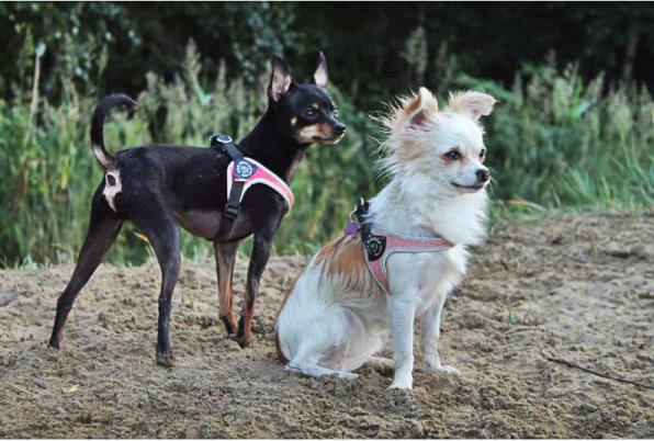 Produktbild Tre Ponti Fibbia (M, Hund, Spazieren)