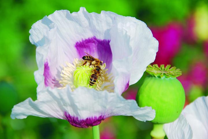 Produktbild Zollinger Bio Mohn, Weiss-lila (einjährig) (Keimlinge)