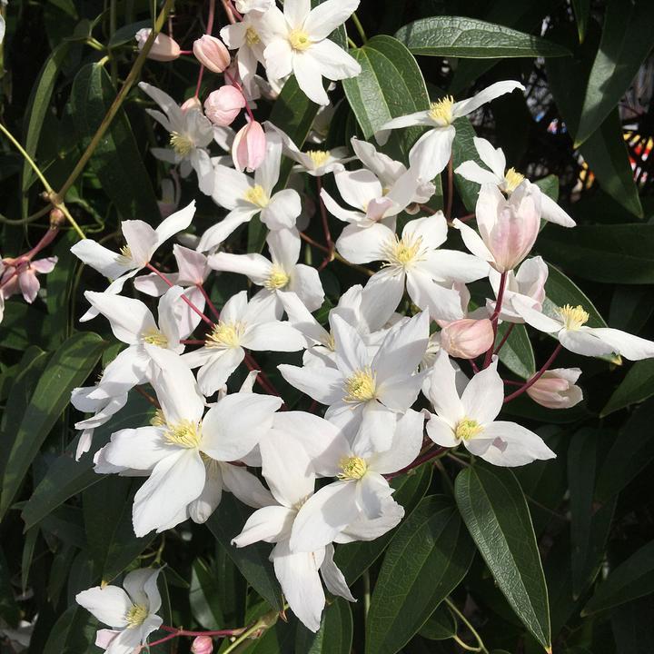 Produktbild Zulauf Immergrüne Waldrebe / Clematis armandii (80 cm)
