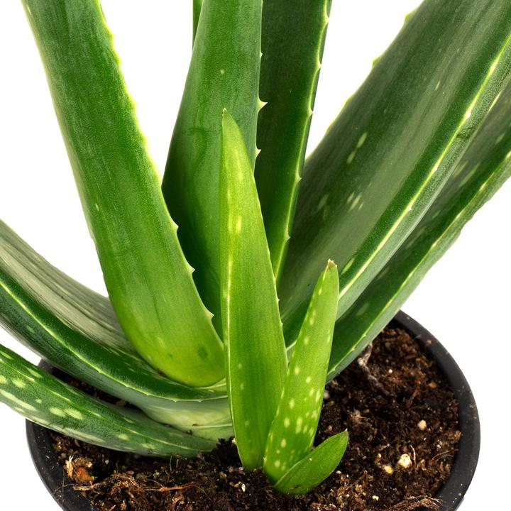 Produktbild Flowerbox 5er-Set Echte Aloe - Aloe vera (40 cm)