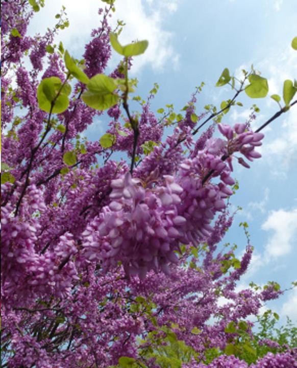 Image du produit Tropica Arbre d'amour - Arbre de Judée (Cercis siliquastrum) (Graines de plantes)