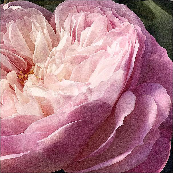 Actual product image Chloé Rose Natural Eau de Parfum Refillable (Eau de parfum, 100 ml)
