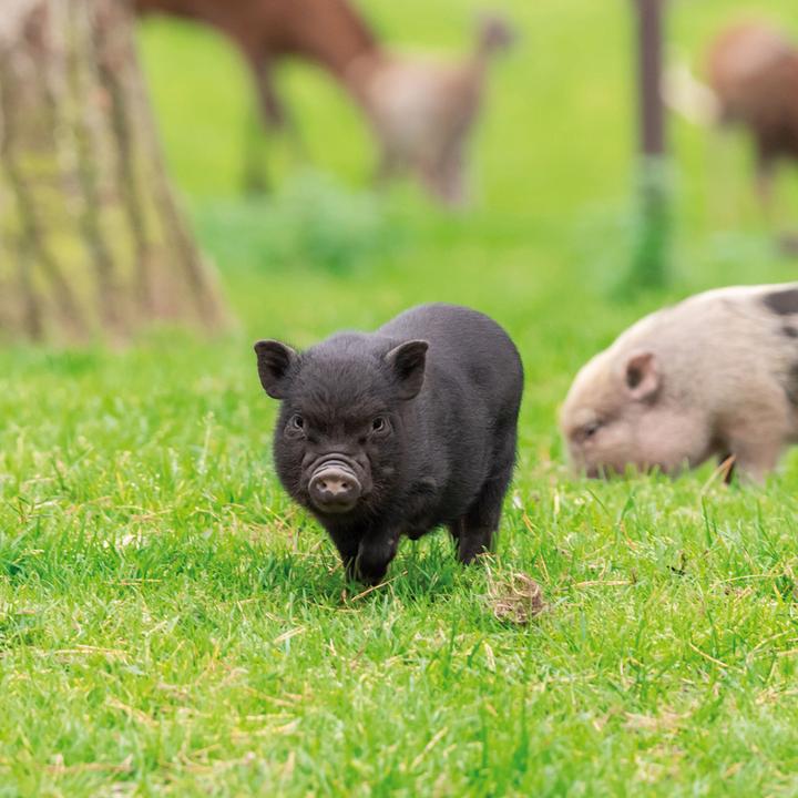 Produktbild Piggies/Schweinchen 2024 (Harter Einband, Spanisch, Französisch, Tschechisch, Italienisch, Niederländisch, Polnisch, Deutsch, Englisch)