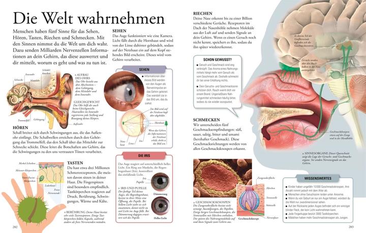 Produktbild Wissen für clevere Kids (Deutsch, Martin Kliche, DK Verlag - Kids, Karin Hofmann, Birgit Reit, Barbara Kiesewetter, 2024)