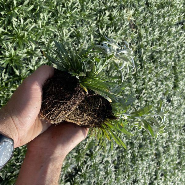 Produktbild Säntispracht Das urwüchsige Edelweiss - Leontopodium alpinum (25 cm)