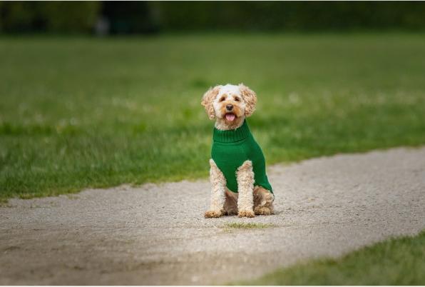 Actual product image Chiara Pullover Elli (40, Dog jumper)