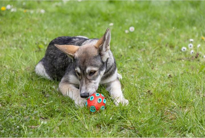 Actual product image Kerbl ToyFastic, dog toy chew toy, fillable tooth-friendly Rugby (Dog chew toy)
