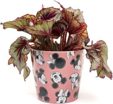 Produktbild Jardinopia Blumentopf Eco Pots Micky, Pink, 3er Set (14 cm)