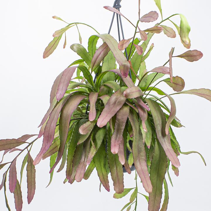 Image du produit Kakteen Gautschi Rhipsalis ramulosa Red Coral (35 cm)