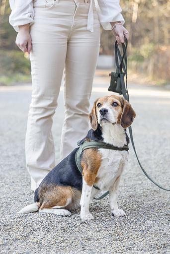Actual product image Designed by Lotte Velura (XXS, XS, S, M, L, Dog, Walks)