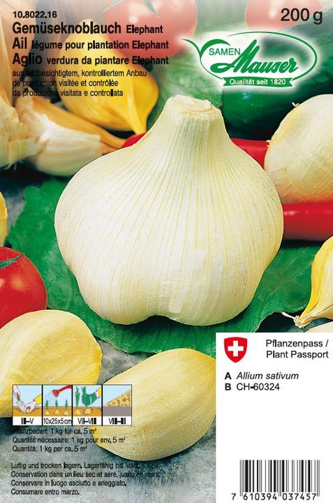 Produktbild Samen Mauser Gemüseknoblauch Elephant (Gemüsesamen)