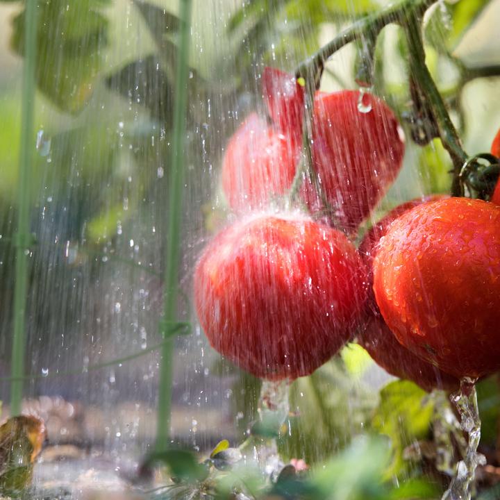 Image du produit Relaxdays La tomate comme aide à l'escalade (28 cm, 28 cm)