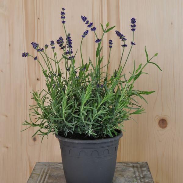 Immagine prodotto Säntispracht Set di 2, Lavanda dal profumo mediterraneo - Lavandula Blue (40 cm)