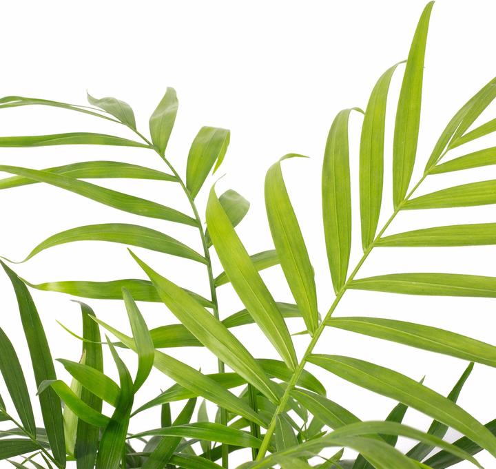 Produktbild Flowerbox Bergpalme - Chamaedorea elegans (35 cm)
