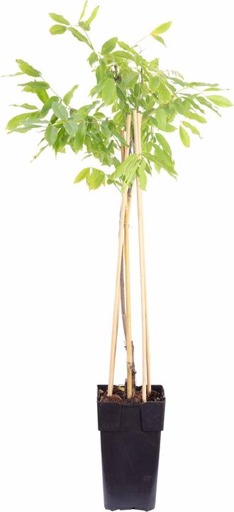 Produktbild Flowerbox Chinesischer Blauregen - Wisteria Sinensis 'Prolific' (50 cm)