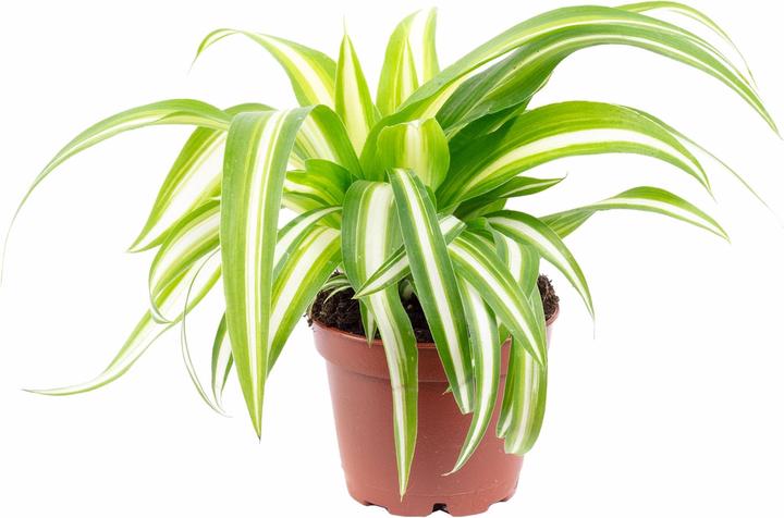 Immagine prodotto Flowerbox Giglio verde - Chlorophytum Comosum Variegata (15 cm)