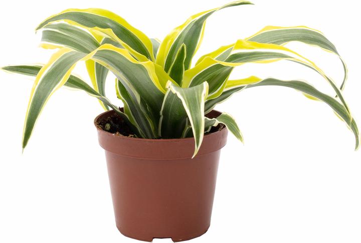Produktbild Flowerbox Drachenbaum Lemon Surprise - Dracaena Deremensis Fragrans Lemon Surprise (6 cm)