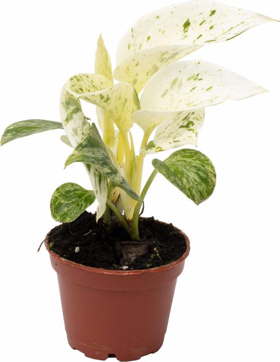 Flowerbox Efeutute - Epipremnum Pinnatum 'Marble Queen' (15 cm)