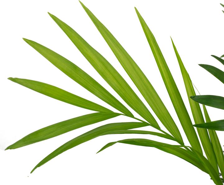 Produktbild Flowerbox Bergpalme - Chamaedorea elegans (55 cm)