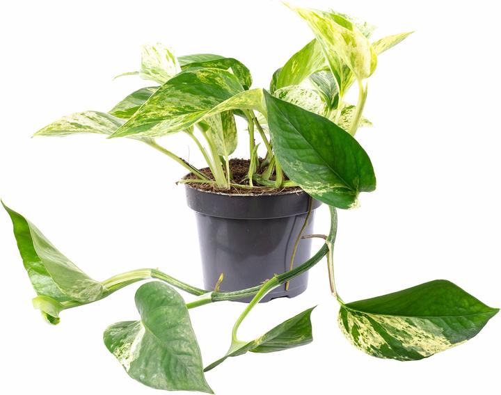 Produktbild Flowerbox Efeutute - Epipremnum aureum (15 cm)