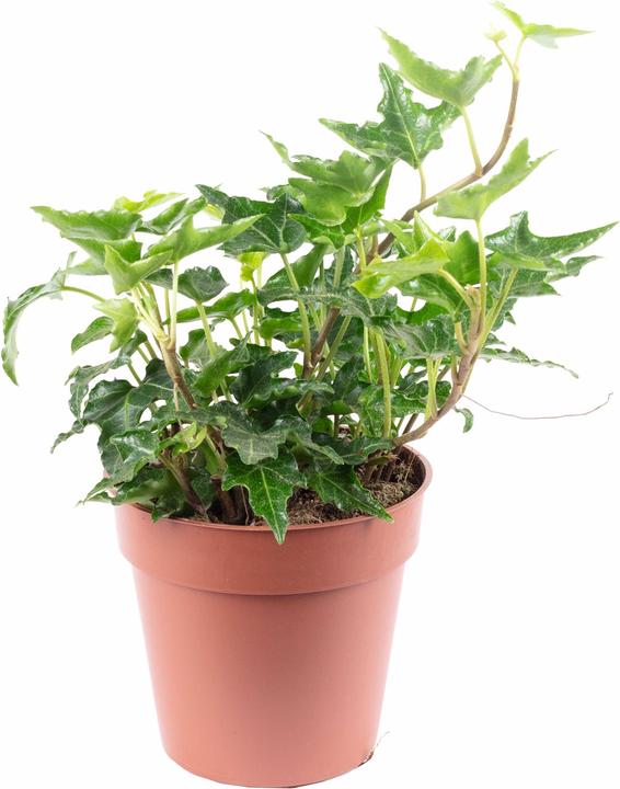 Image du produit Flowerbox Lierre commun- Hedera helix (15 cm)