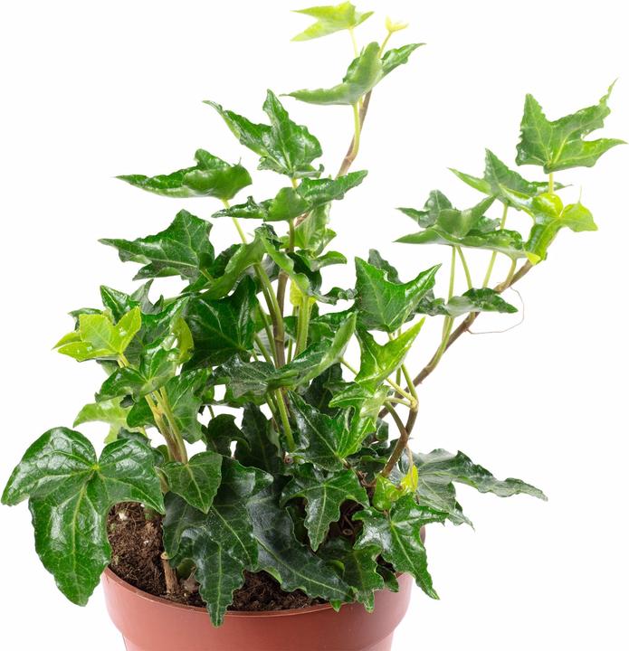 Image du produit Flowerbox Lierre commun- Hedera helix (15 cm)