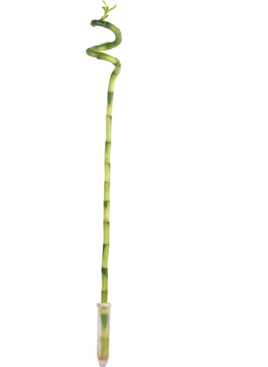 Flowerbox Lucky Bamboo - Dracaena Sanderiana (50 cm)