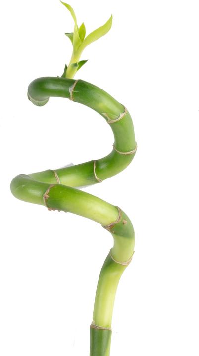 Immagine prodotto Flowerbox Lucky Bamboo - Dracaena Sanderiana (50 cm)