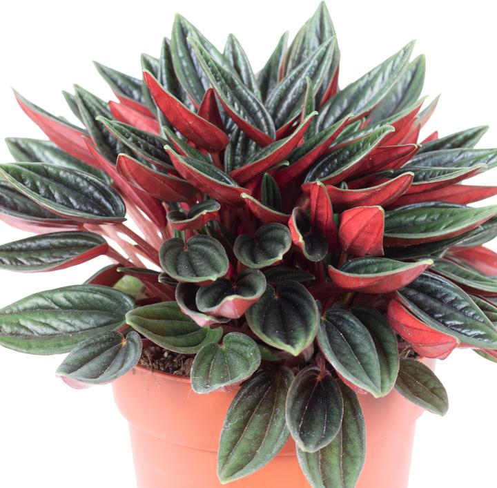Actual product image Flowerbox Smit Rosso - Peperomia (15 cm)