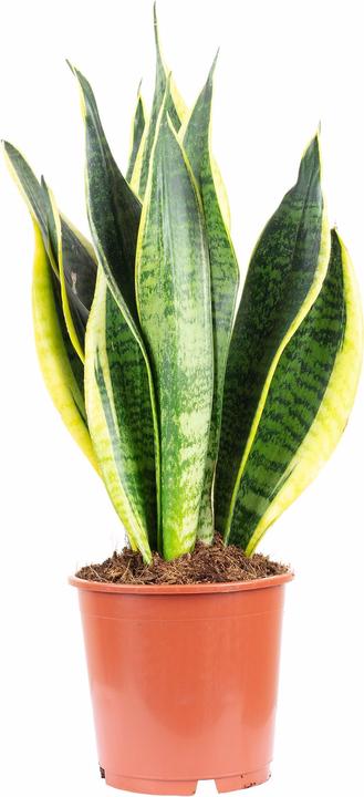 Image du produit Flowerbox Chanvre arctique - Sansevieria trifasciata Laurentii (45 cm)