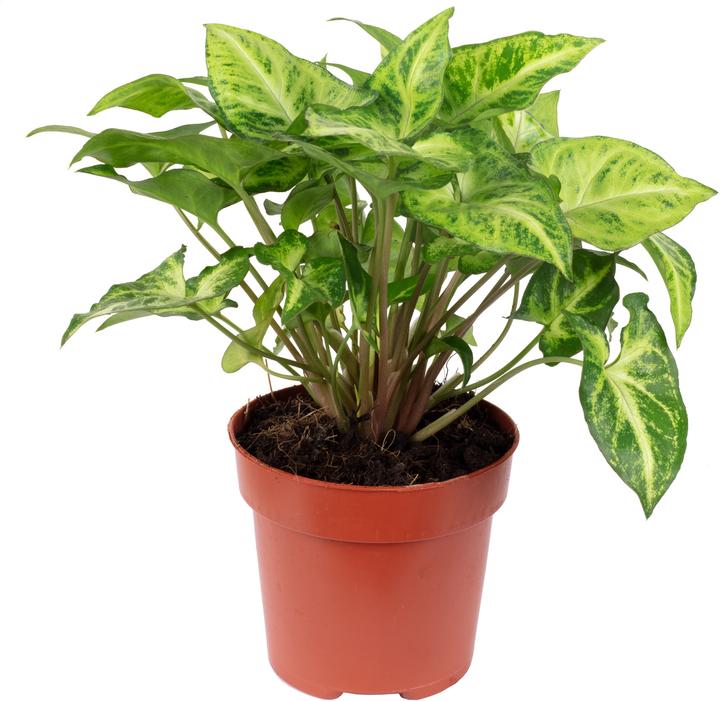Actual product image Flowerbox Arrowhead plant - height ca. 25 cm, pot-Ø 12 cm - Syngonium Arrow (25 cm)