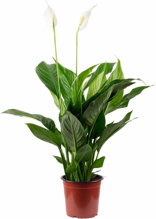Produktbild Flowerbox Einblatt - Spathiphyllum (50 cm)