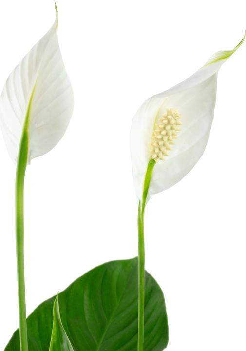 Produktbild Flowerbox Einblatt - Spathiphyllum (50 cm)