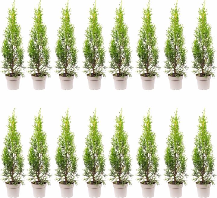 Produktbild Flowerbox 16er-Set Lebensbaum "Smaragd" - Thuja occidentalis smaragd (30 cm)