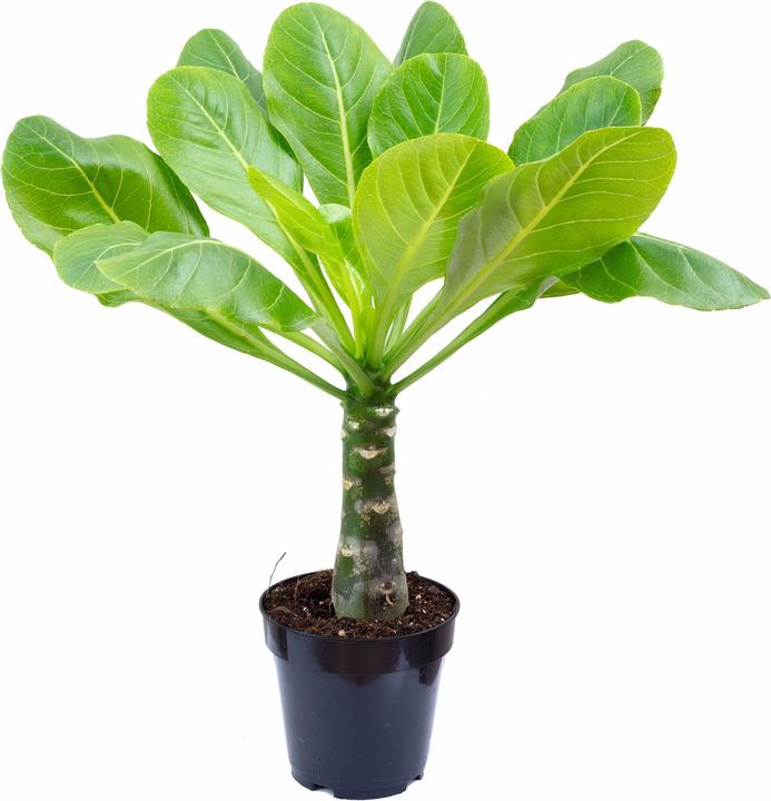 Immagine prodotto Flowerbox Palma hawaiana - Brighamia (40 cm)