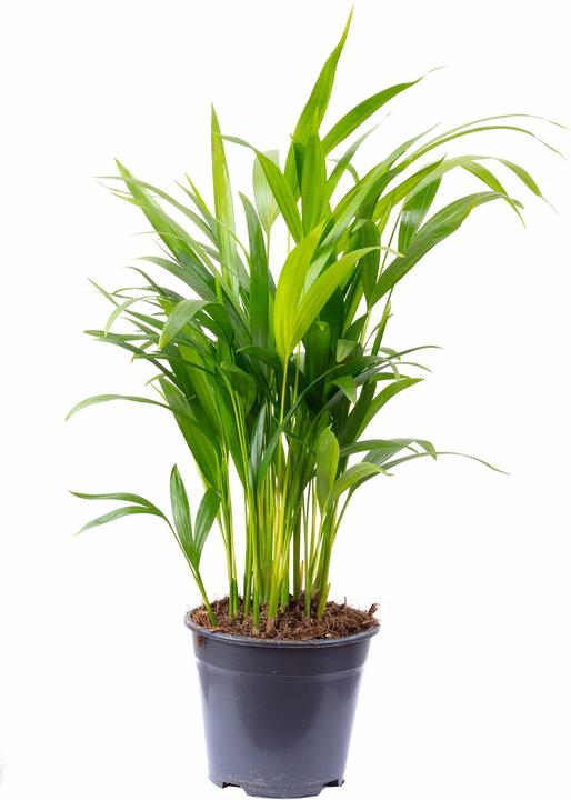 Image du produit Flowerbox Palmier à fruits d'or - Areca Dypsis Lutescens (55 cm)