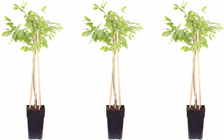 Immagine prodotto Flowerbox Set di 3 viti blu cinesi - Wisteria Sinensis 'Prolific (65 cm)