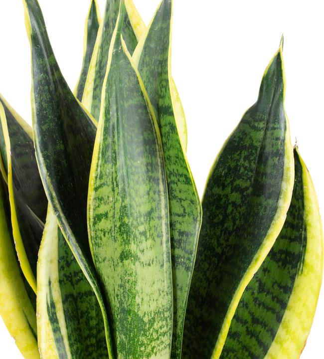 Image du produit Flowerbox Chanvre arctique - Sansevieria trifasciata Laurentii (45 cm)