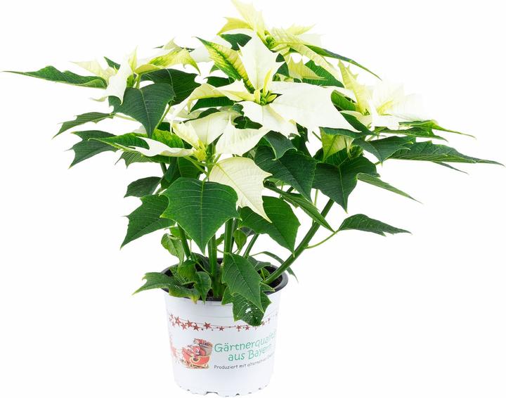 Produktbild Flowerbox Weihnachtsstern- Euphorbia pulcherrima
